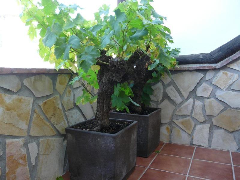 Hostal Palomares Salobreña Zewnętrze zdjęcie